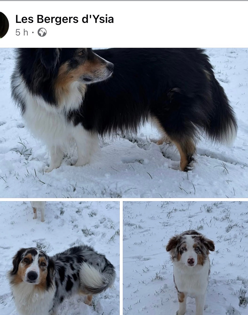 La neige et les chiens