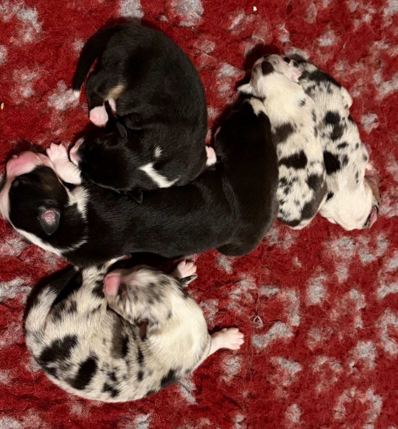 Portée du 18 janvier