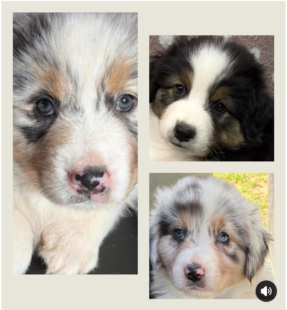 Ils vont avoir 7 semaines dimanche