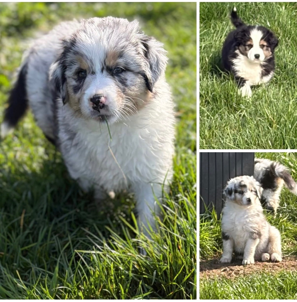 3 chiots disponibles.