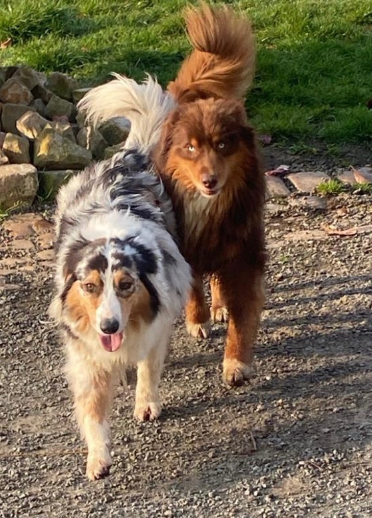 des Bergers d'Ysia - Saillie pour Thebes le 20 mars