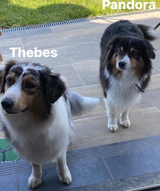 Chiots en prévision 