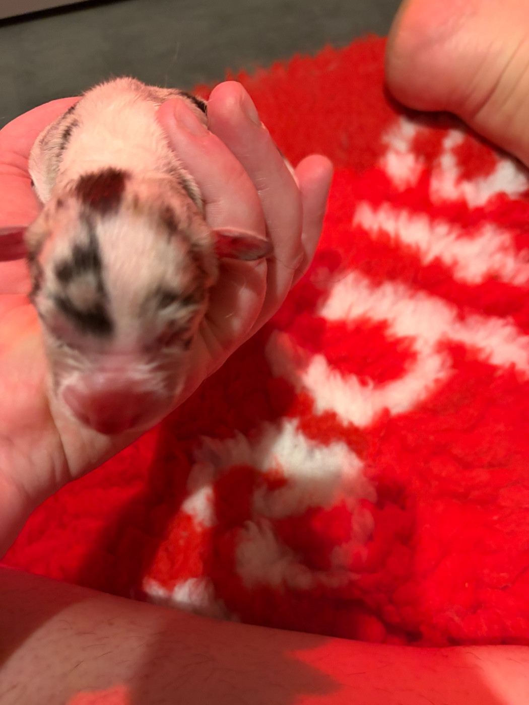 des Bergers d'Ysia - Chiots disponibles - Berger Australien