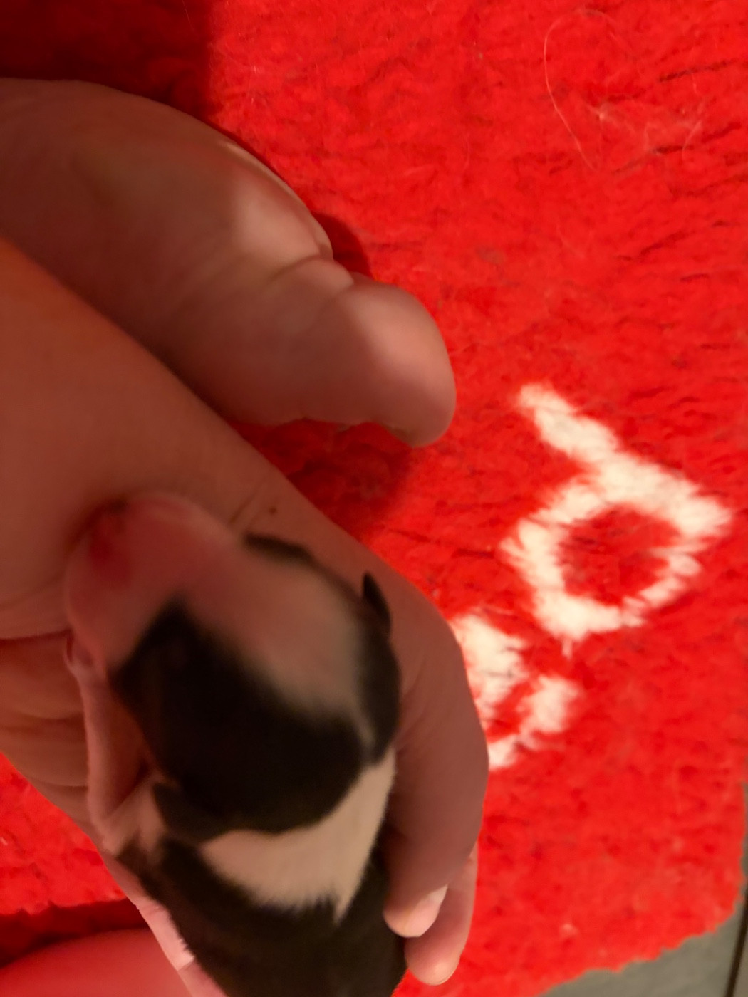 des Bergers d'Ysia - Chiots disponibles - Berger Australien