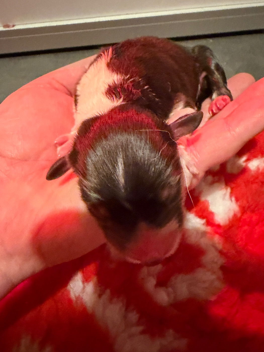 des Bergers d'Ysia - Chiots disponibles - Berger Australien