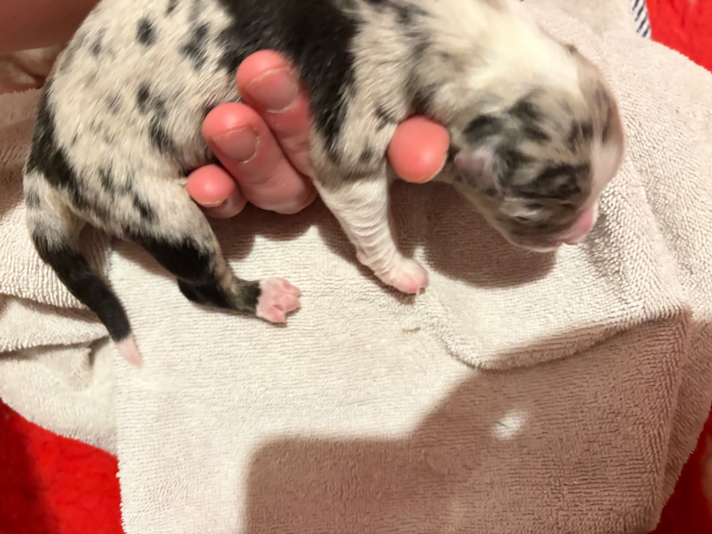 des Bergers d'Ysia - Chiots disponibles - Berger Australien