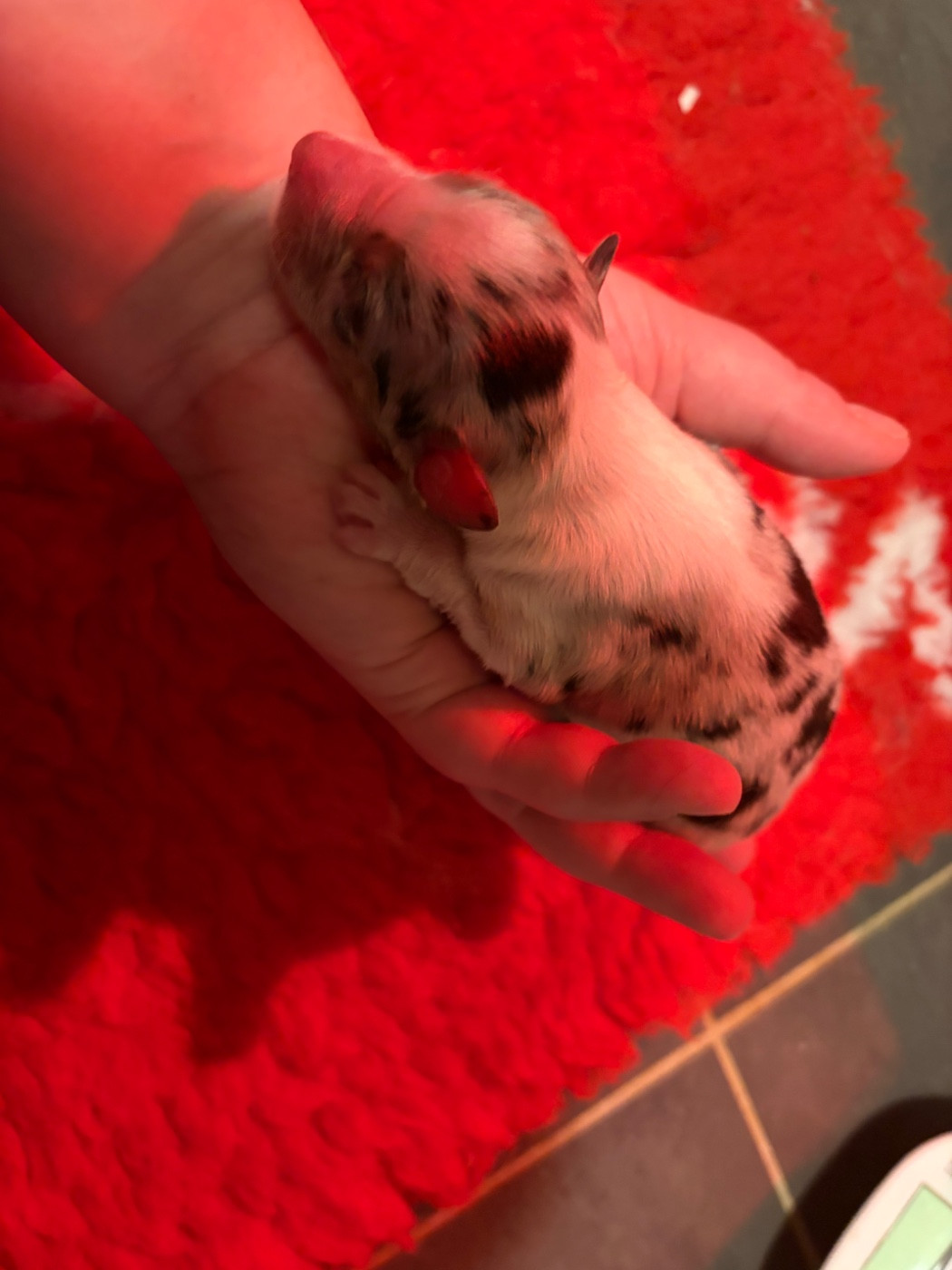 des Bergers d'Ysia - Chiots disponibles - Berger Australien