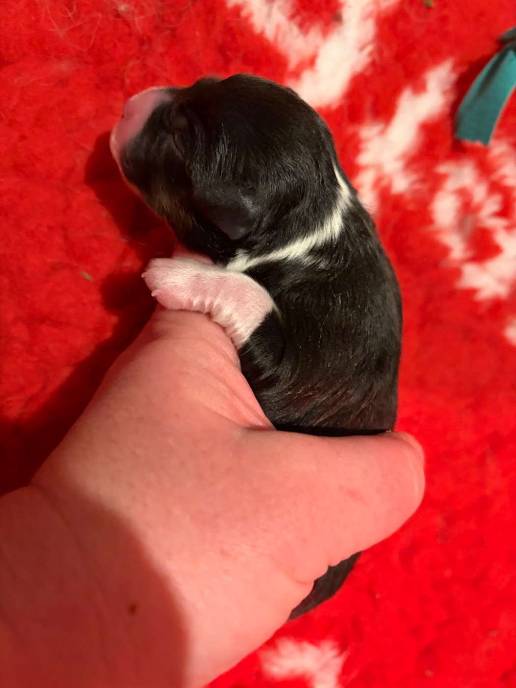 des Bergers d'Ysia - Chiots disponibles - Berger Australien