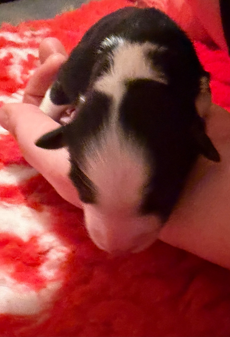 des Bergers d'Ysia - Chiots disponibles - Berger Australien