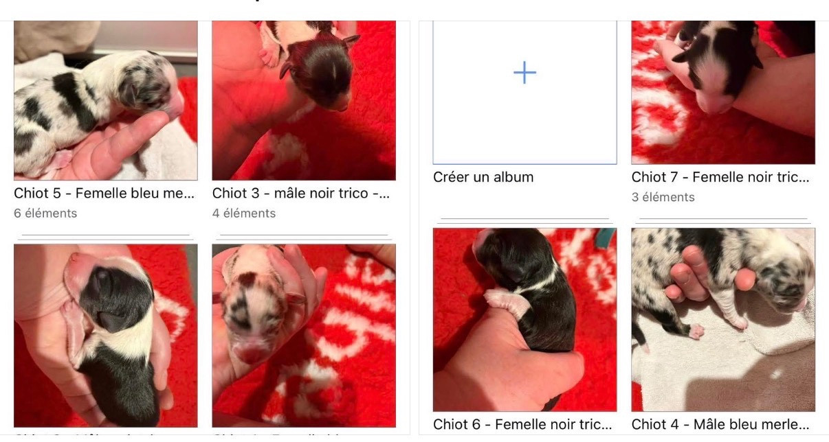 Chiot Berger Australien des Bergers d'Ysia