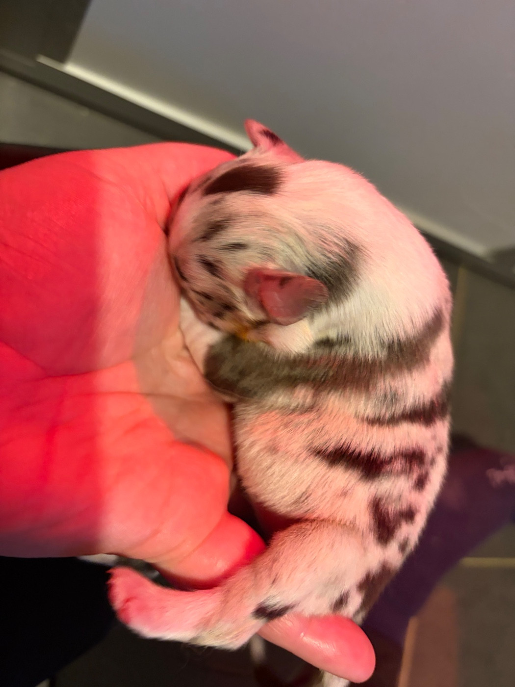 des Bergers d'Ysia - Chiots disponibles - Berger Australien