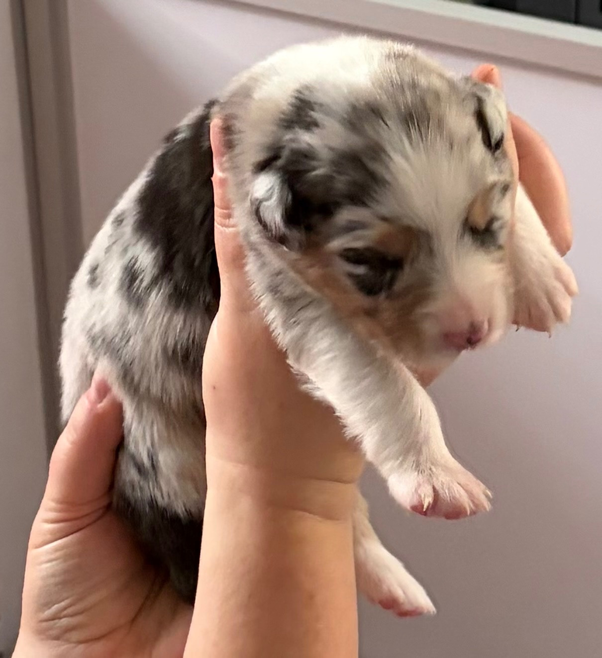 des Bergers d'Ysia - Chiots disponibles - Berger Australien