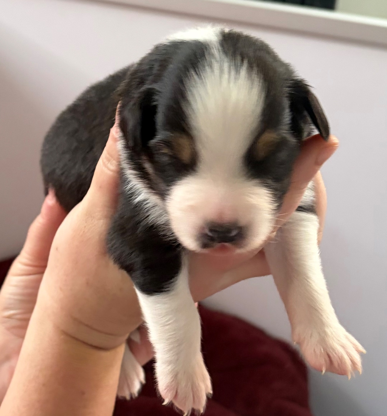 des Bergers d'Ysia - Chiots disponibles - Berger Australien