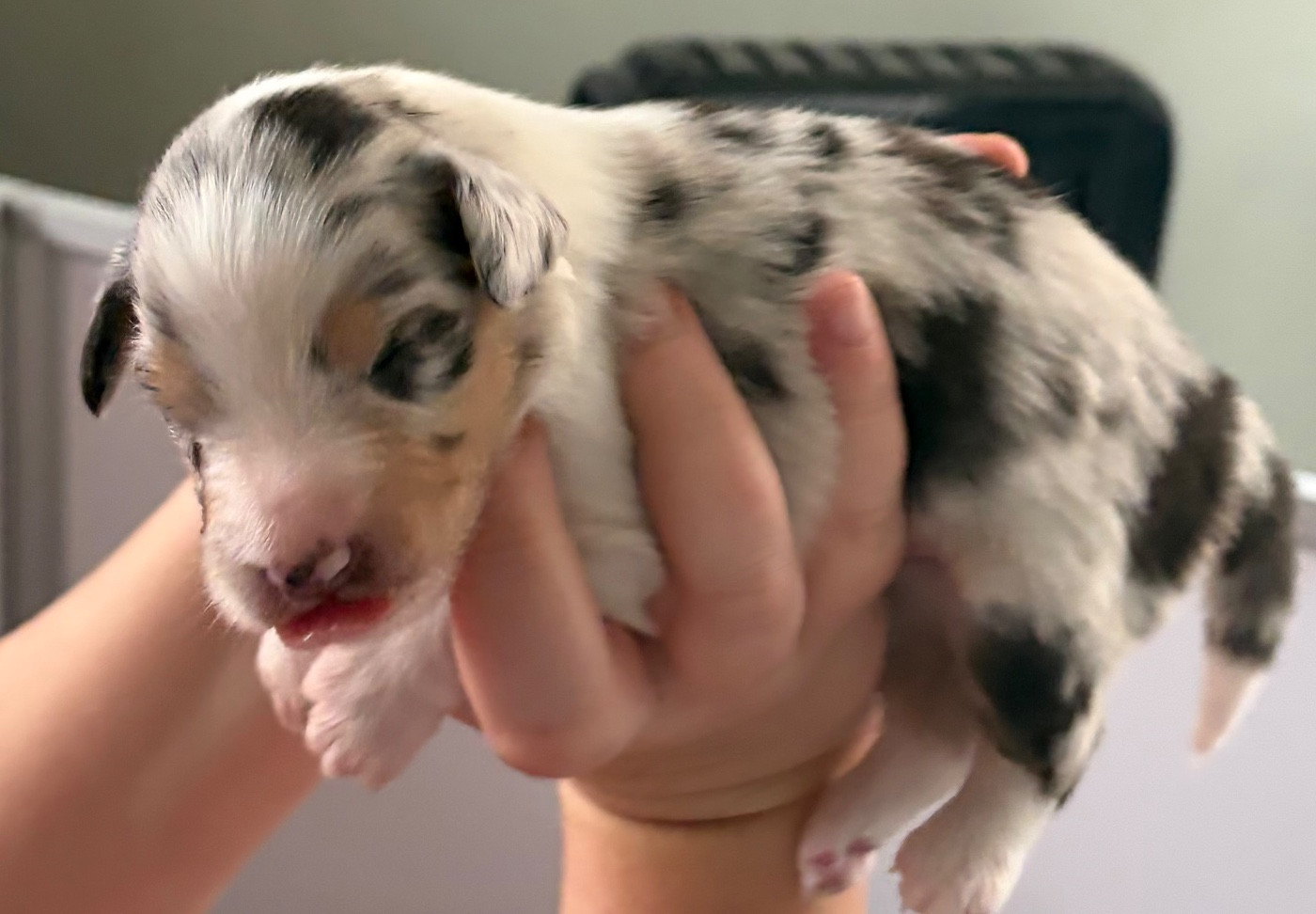 des Bergers d'Ysia - Chiots disponibles - Berger Australien