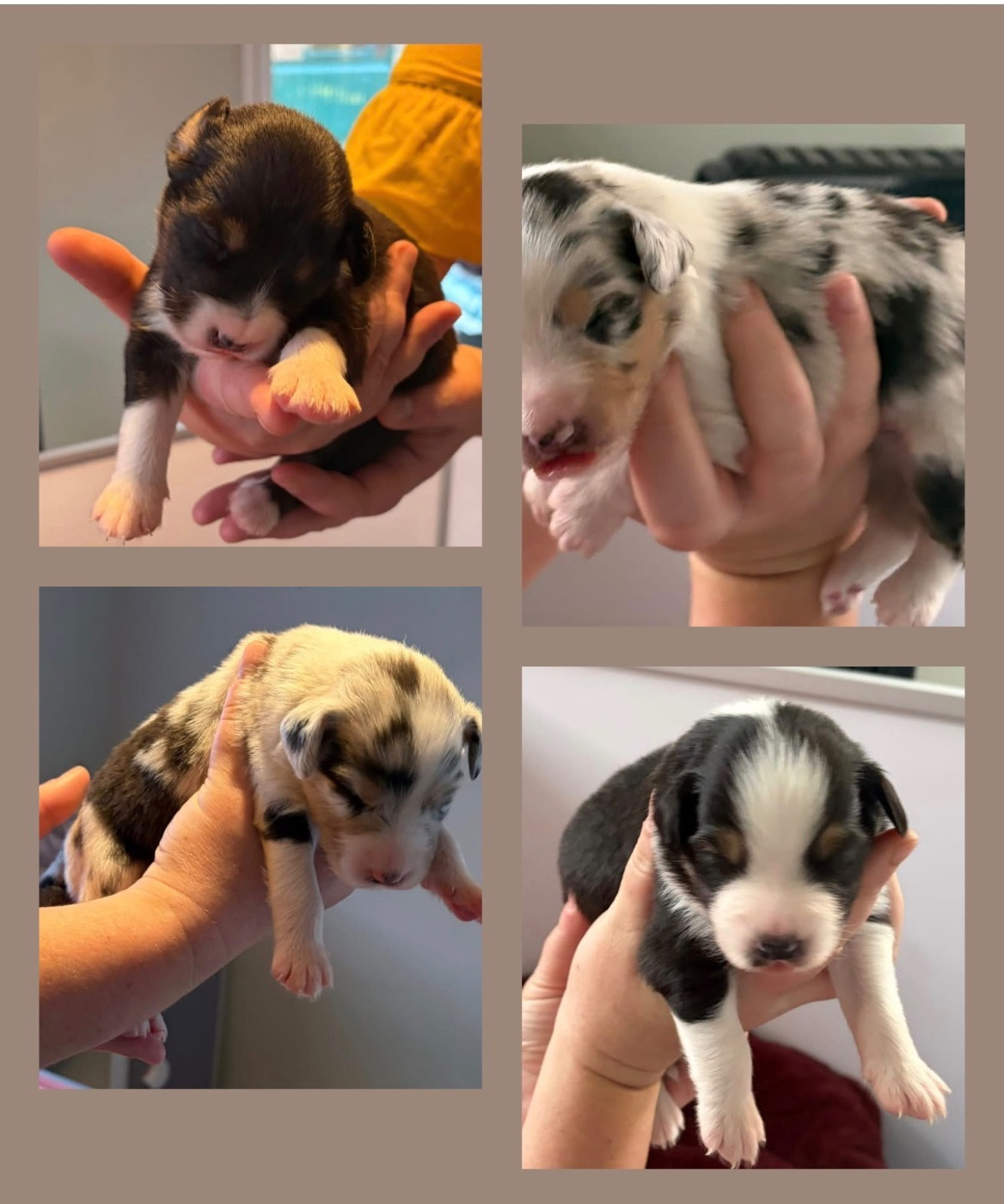 Chiot Berger Australien des Bergers d'Ysia