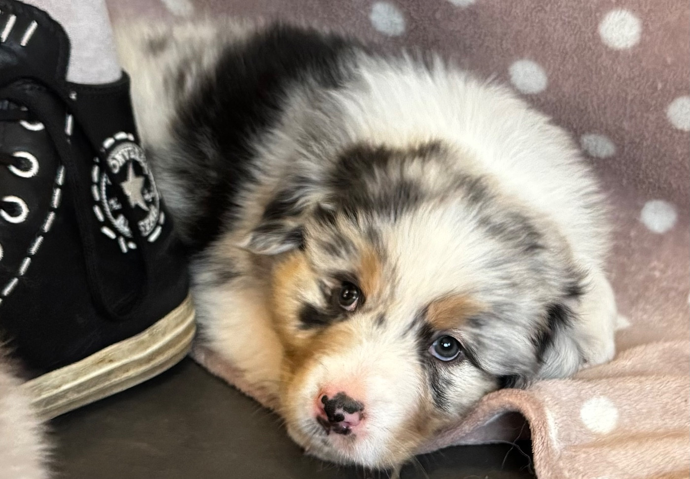 des Bergers d'Ysia - Chiots disponibles - Berger Australien