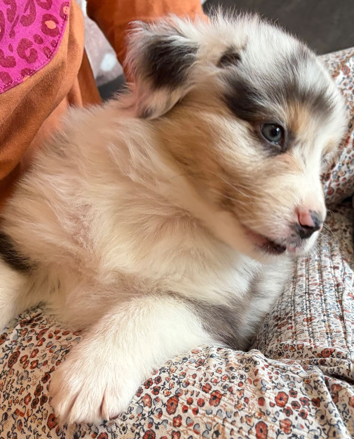 des Bergers d'Ysia - Chiots disponibles - Berger Australien