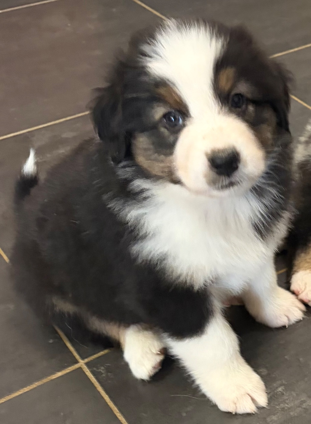 des Bergers d'Ysia - Chiots disponibles - Berger Australien