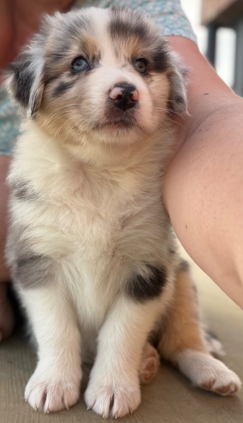 des Bergers d'Ysia - Chiots disponibles - Berger Australien