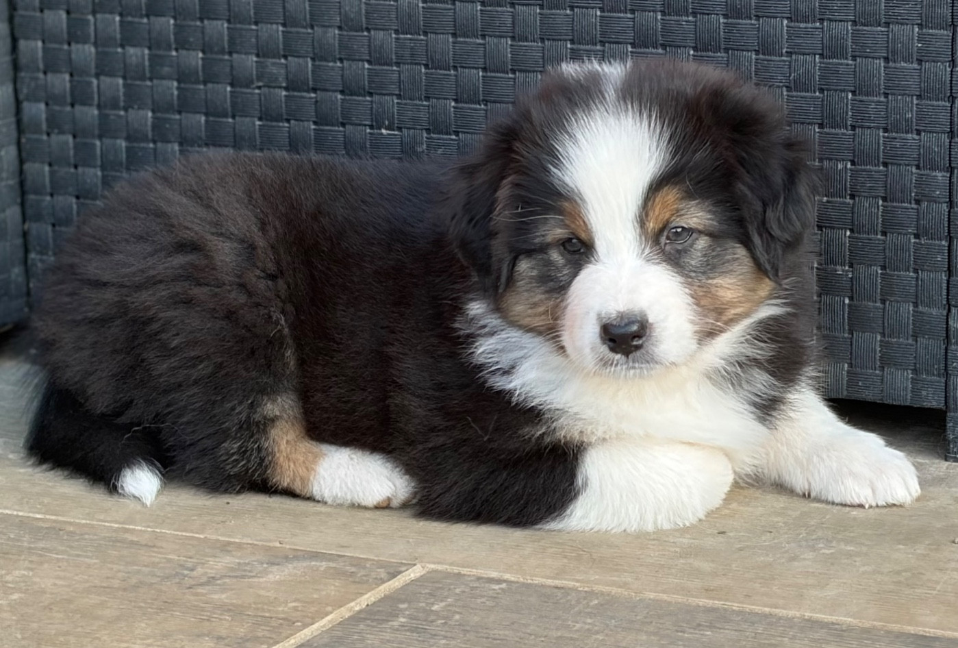 des Bergers d'Ysia - Chiots disponibles - Berger Australien