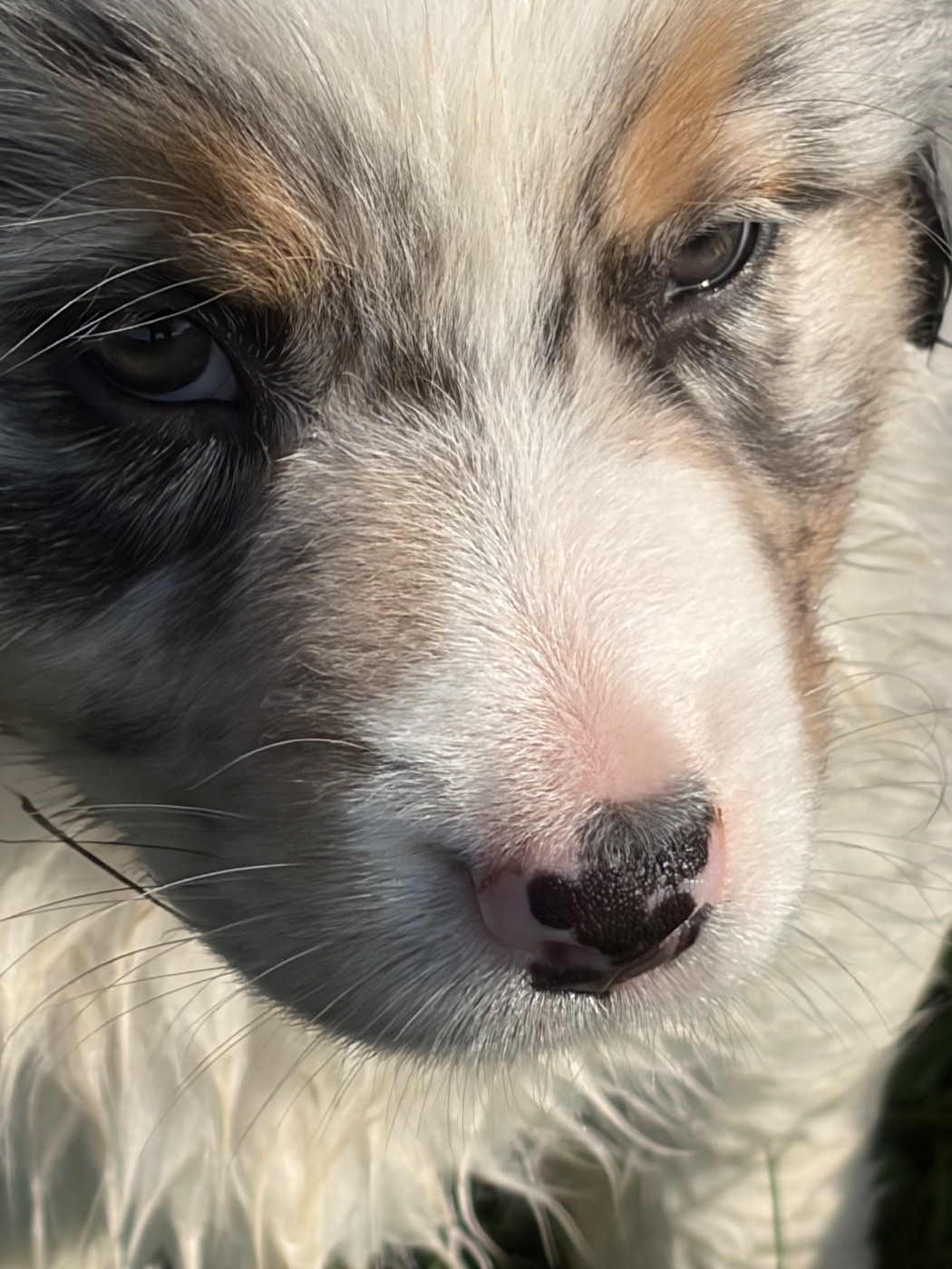 des Bergers d'Ysia - Chiots disponibles - Berger Australien