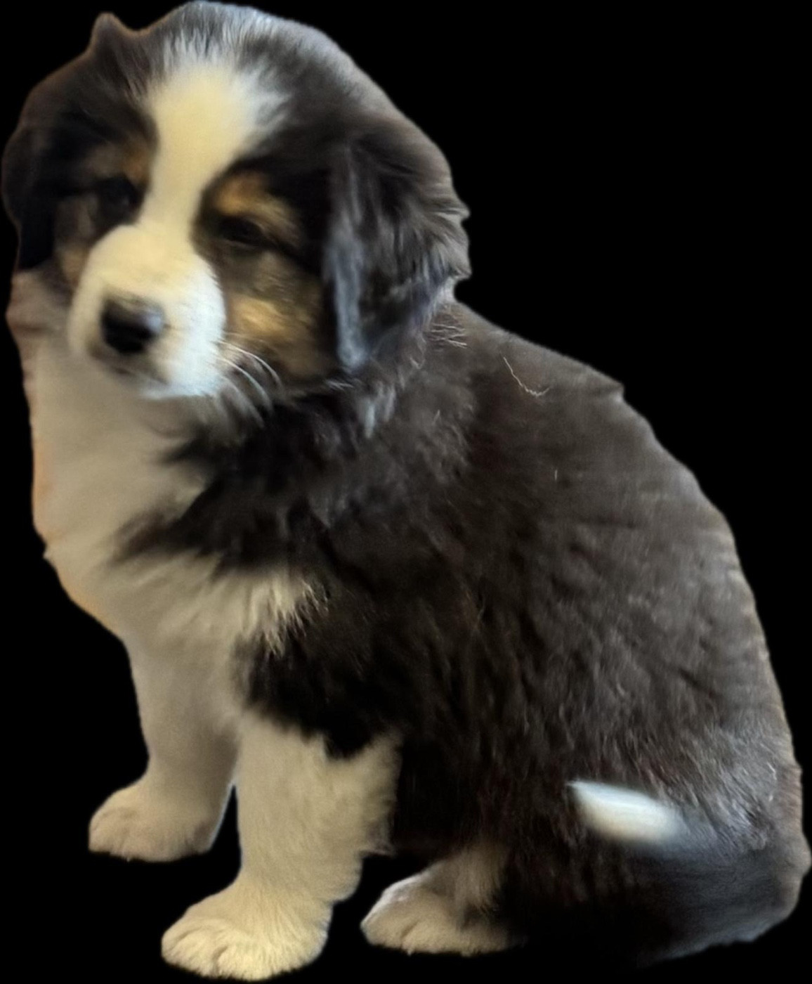 des Bergers d'Ysia - Chiots disponibles - Berger Australien