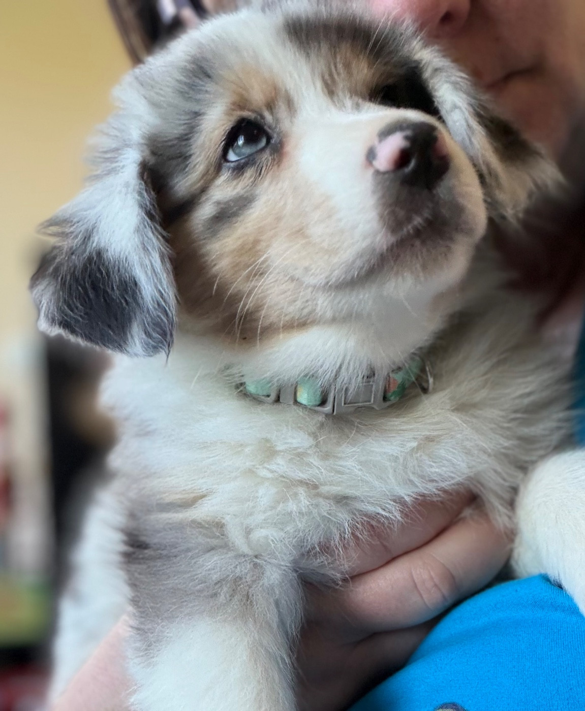 des Bergers d'Ysia - Chiots disponibles - Berger Australien